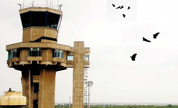 aeropuertos_y_aves